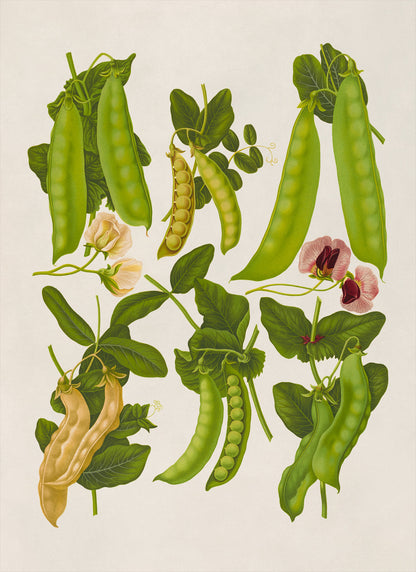 Snap Pea Plants Varieties Illustration, Vintage Style Garden Vegetable Print, EB14