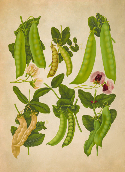 Snap Pea Plants Varieties Illustration, Vintage Style Garden Vegetable Print, EB14