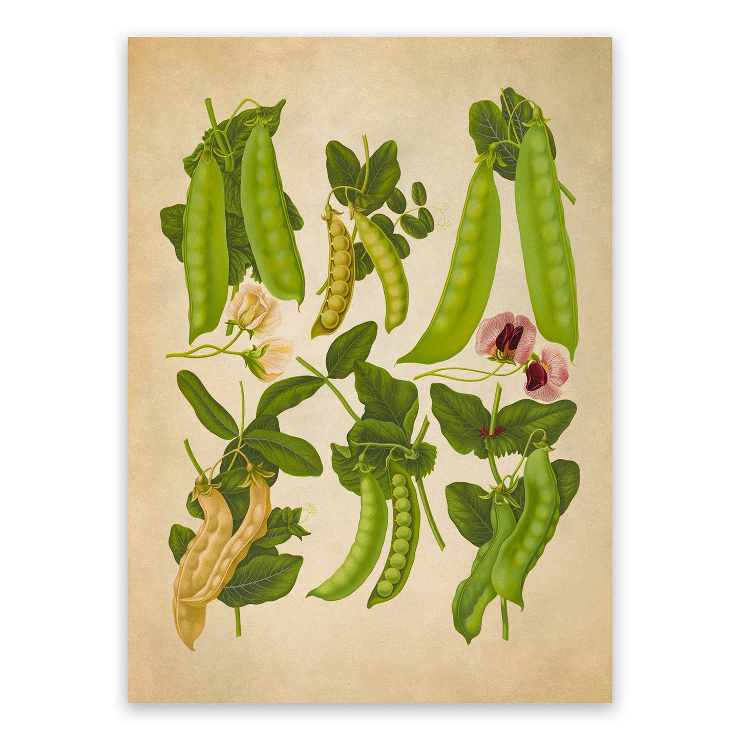 Snap Pea Plants Varieties Illustration, Vintage Style Garden Vegetable Print, EB14