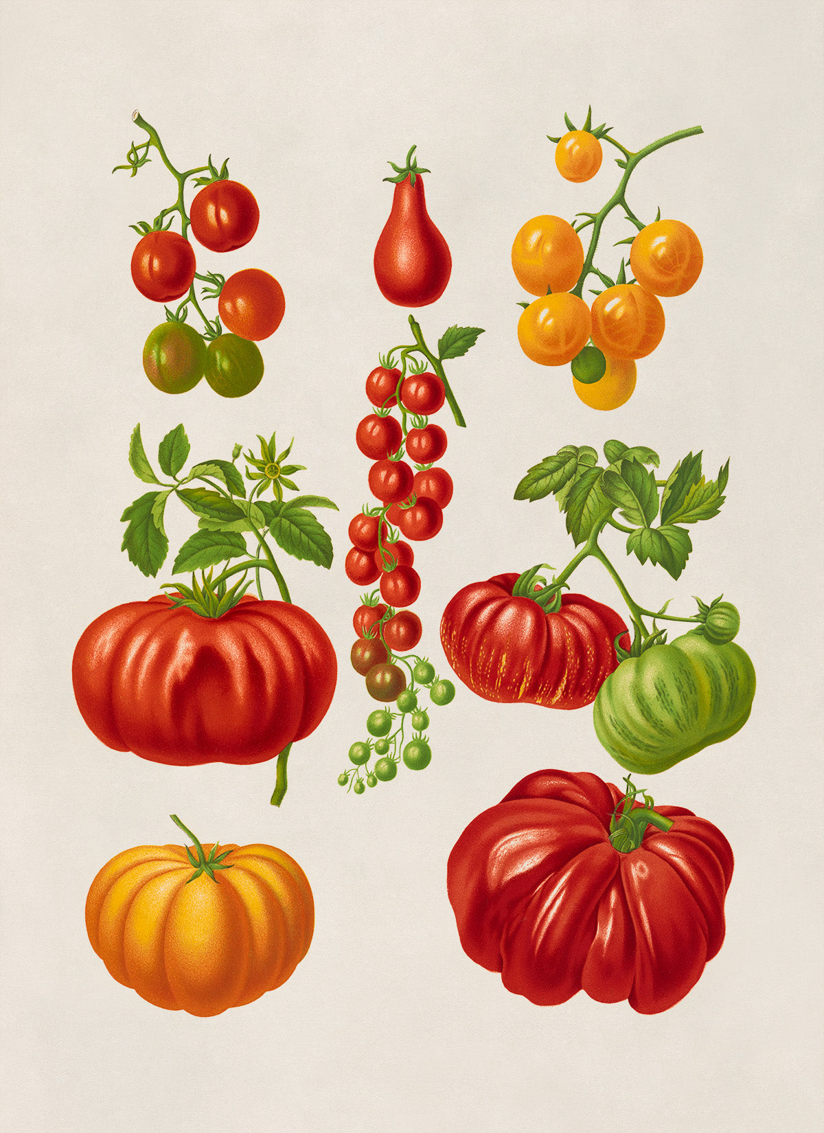 Tomato Plant Varieties Illustration, Vintage Style Garden Vegetable Print, EB15