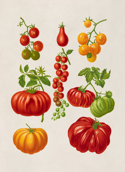 Tomato Plant Varieties Illustration, Vintage Style Garden Vegetable Print, EB15