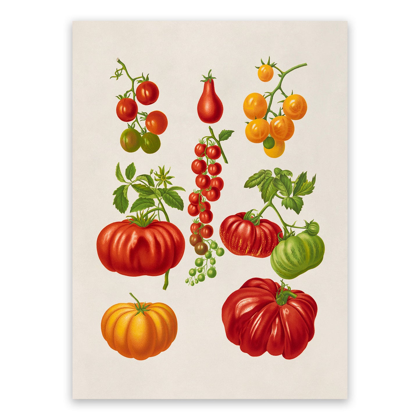 Tomato Plant Varieties Illustration, Vintage Style Garden Vegetable Print, EB15