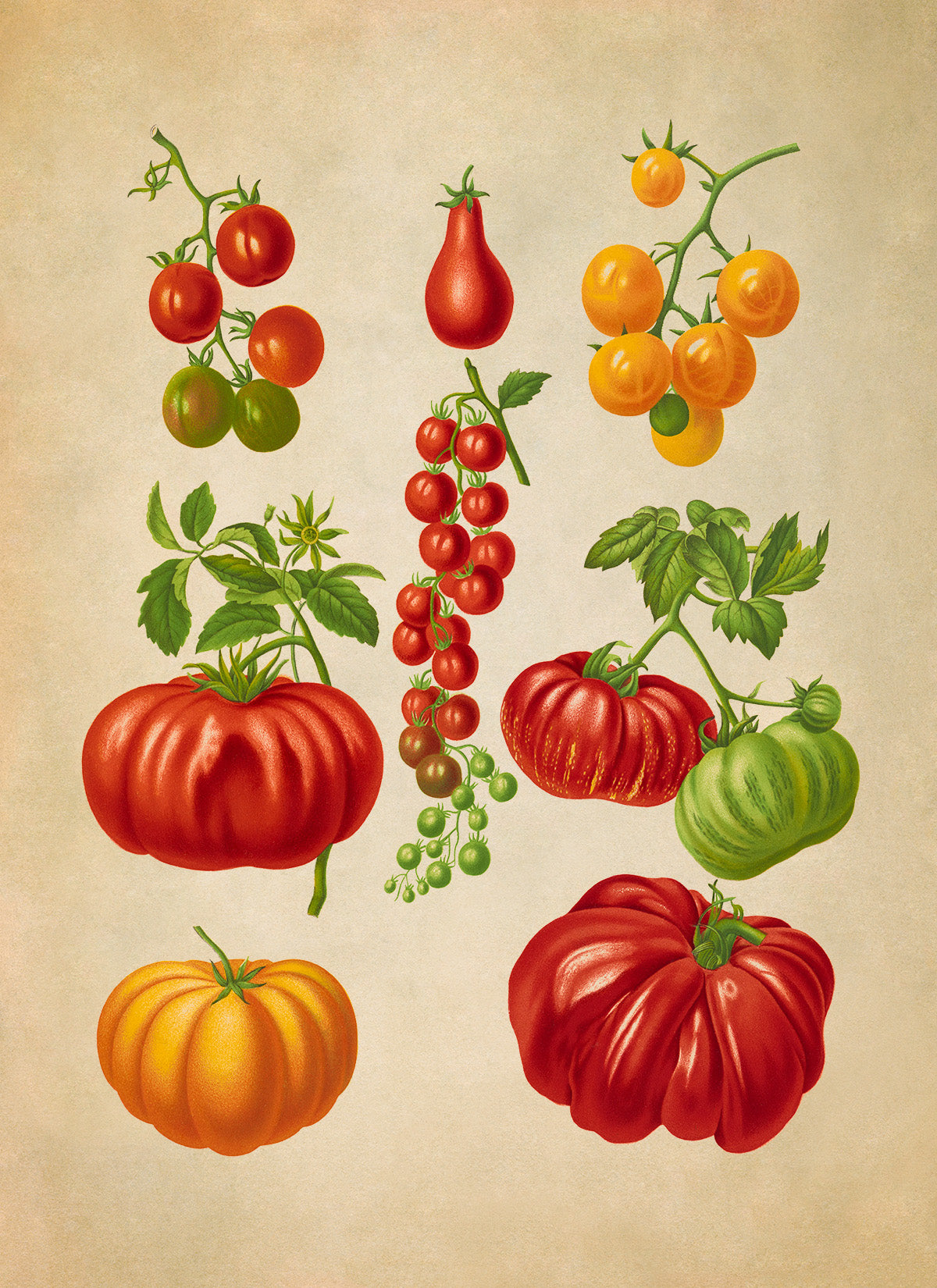 Tomato Plant Varieties Illustration, Vintage Style Garden Vegetable Print, EB15