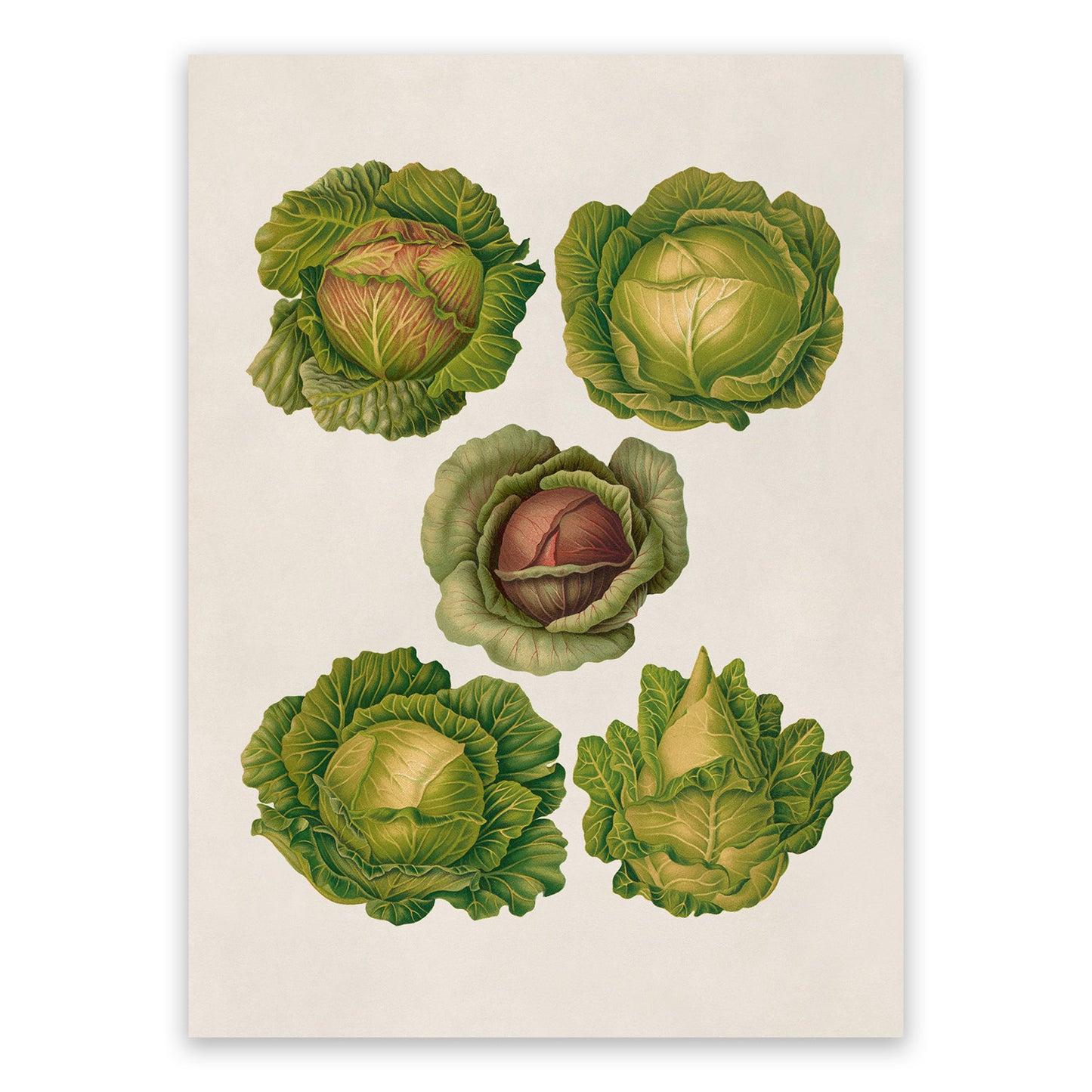 Cabbages Plant Varieties Illustration, Vintage Style Garden Vegetable Print, EB16