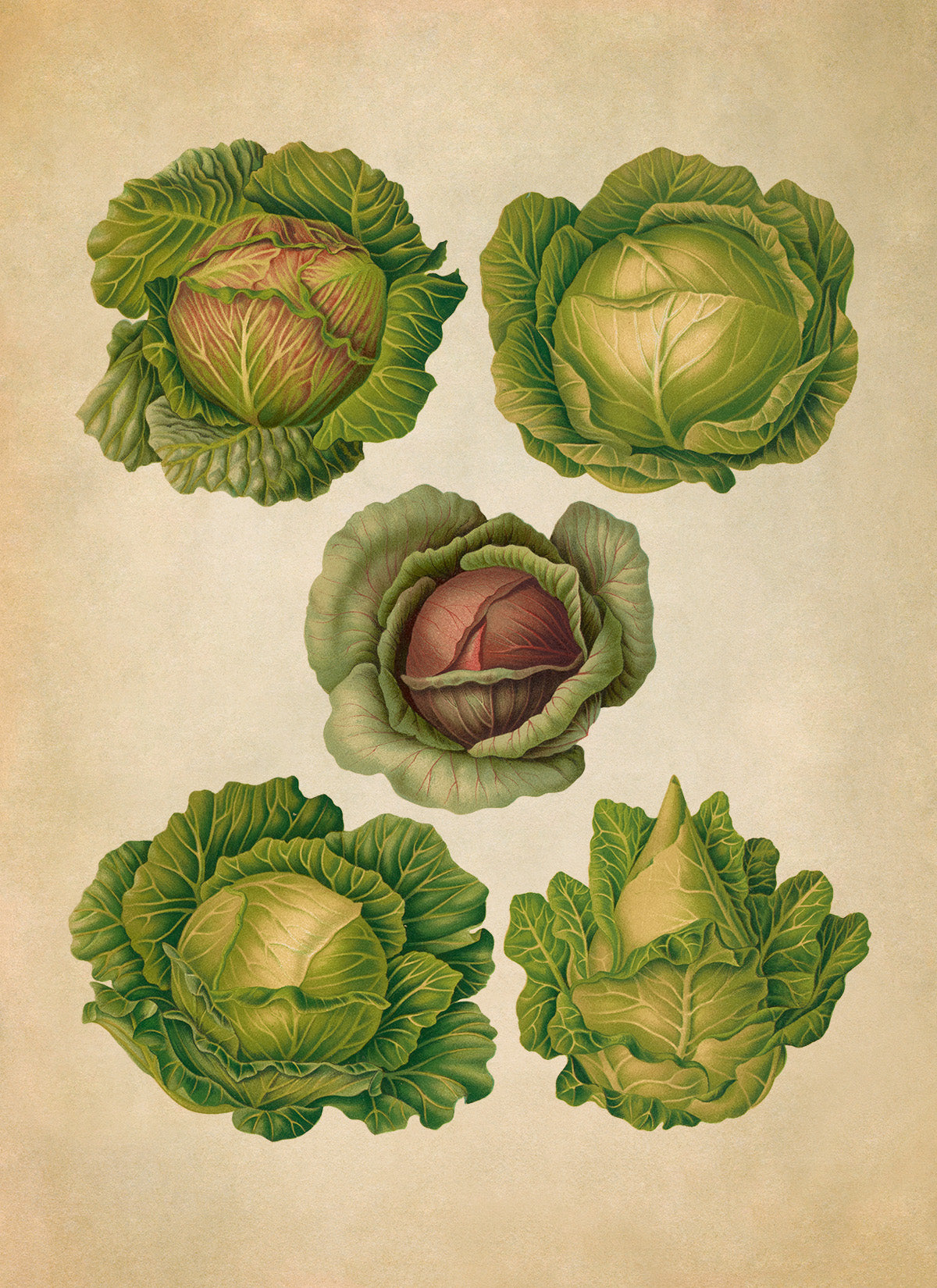 Cabbages Plant Varieties Illustration, Vintage Style Garden Vegetable Print, EB16