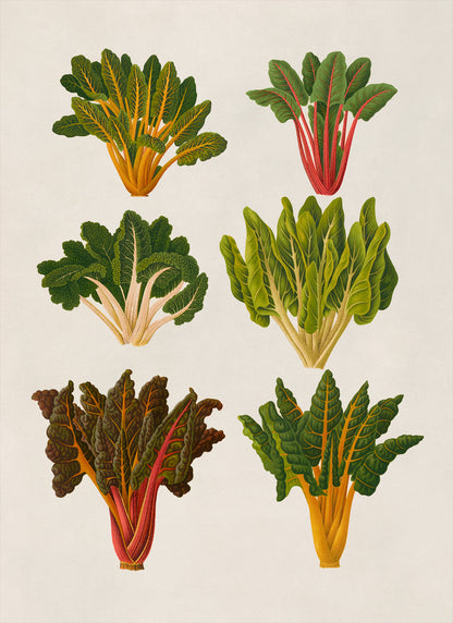 Swiss Chard Beet Plants Varieties Illustration, Vintage Style Garden Vegetable Print, EB17