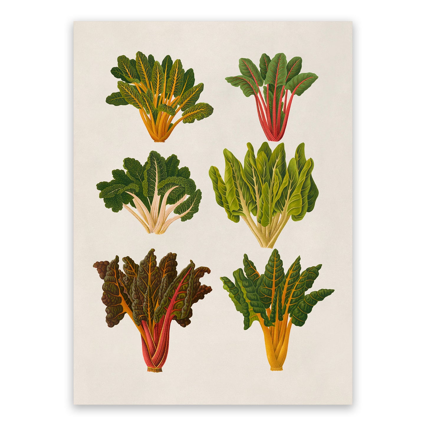 Swiss Chard Beet Plants Varieties Illustration, Vintage Style Garden Vegetable Print, EB17