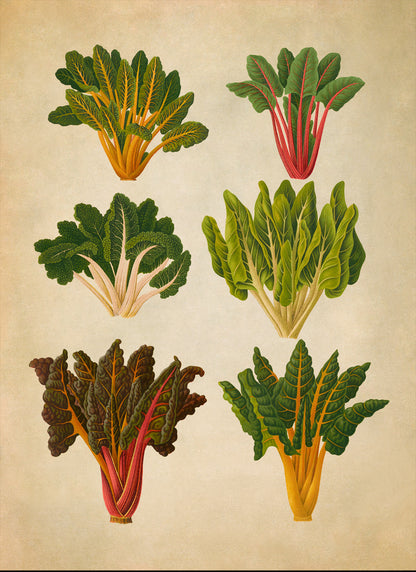 Swiss Chard Beet Plants Varieties Illustration, Vintage Style Garden Vegetable Print, EB17