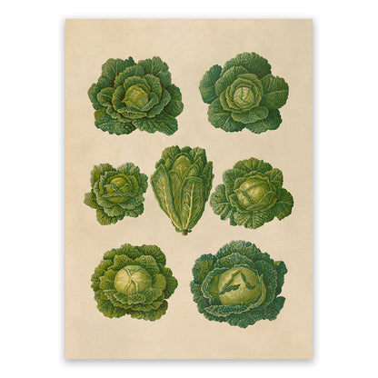 Savoy Cabbage Plants Varieties Illustration, Vintage Style Garden Vegetable Print, EB18