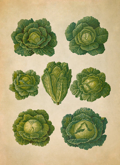 Savoy Cabbage Plants Varieties Illustration, Vintage Style Garden Vegetable Print, EB18