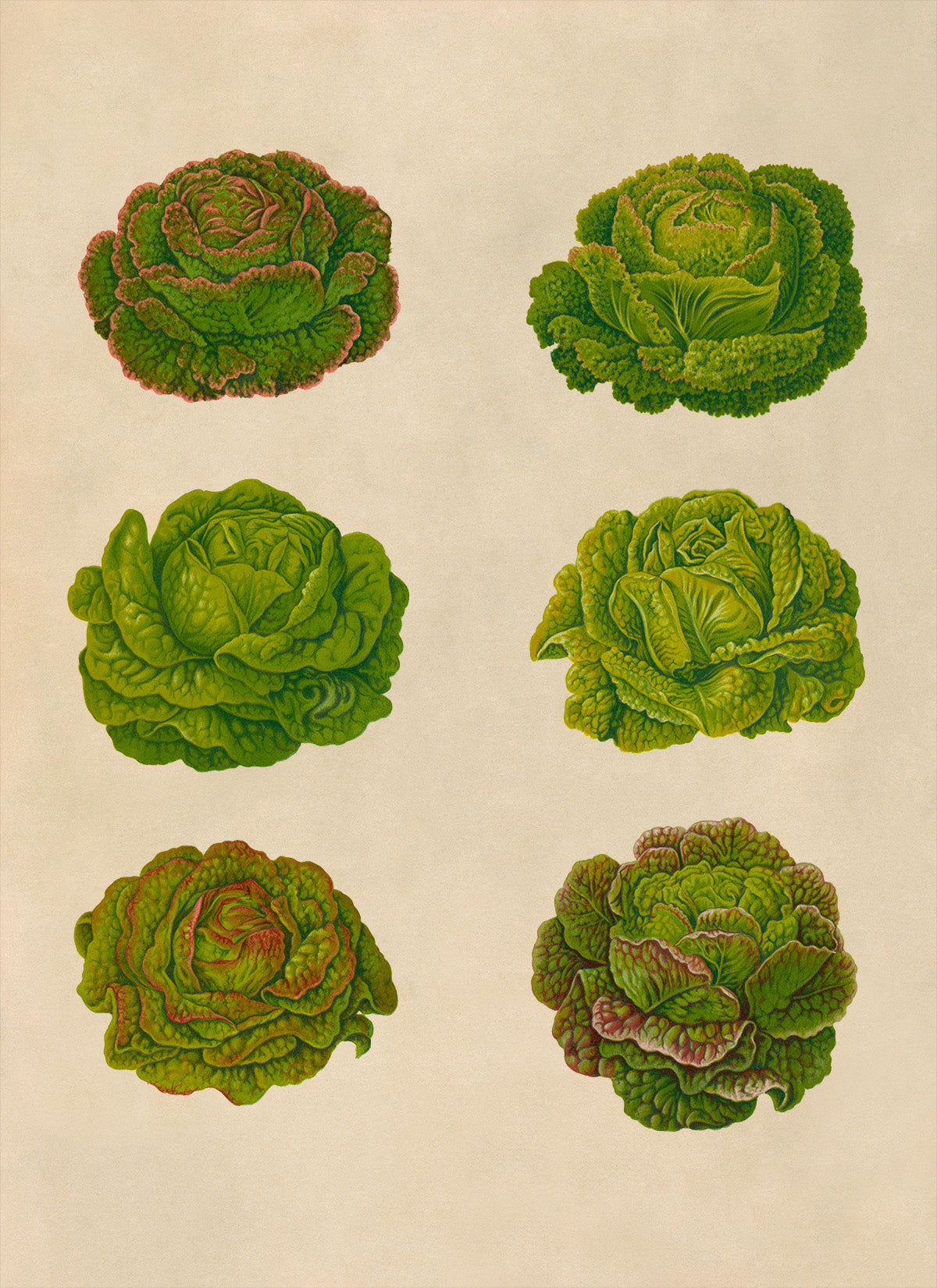 Lettuce Plants Varieties Illustration, Vintage Style Garden Vegetable Print, EB19