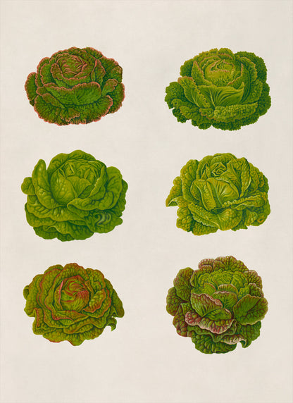 Lettuce Plants Varieties Illustration, Vintage Style Garden Vegetable Print, EB19