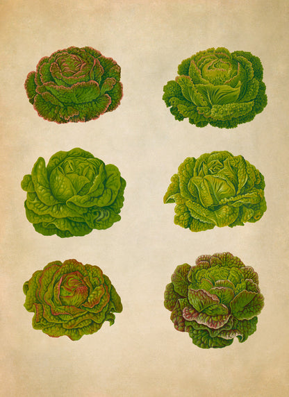 Lettuce Plants Varieties Illustration, Vintage Style Garden Vegetable Print, EB19