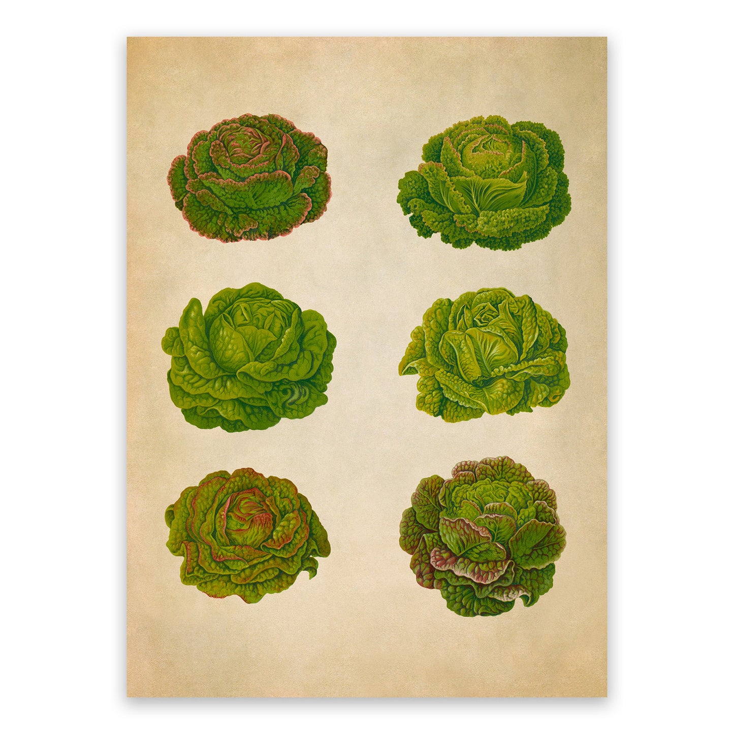 Lettuce Plants Varieties Illustration, Vintage Style Garden Vegetable Print, EB19