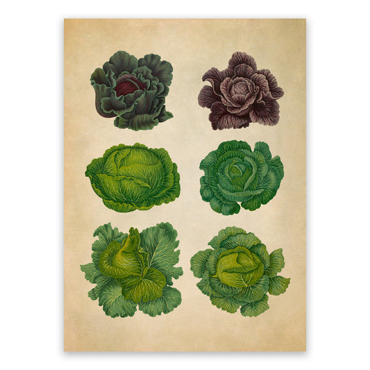 Cabbage Plant Varieties Illustration, Vintage Style Garden Vegetable Print, EB1