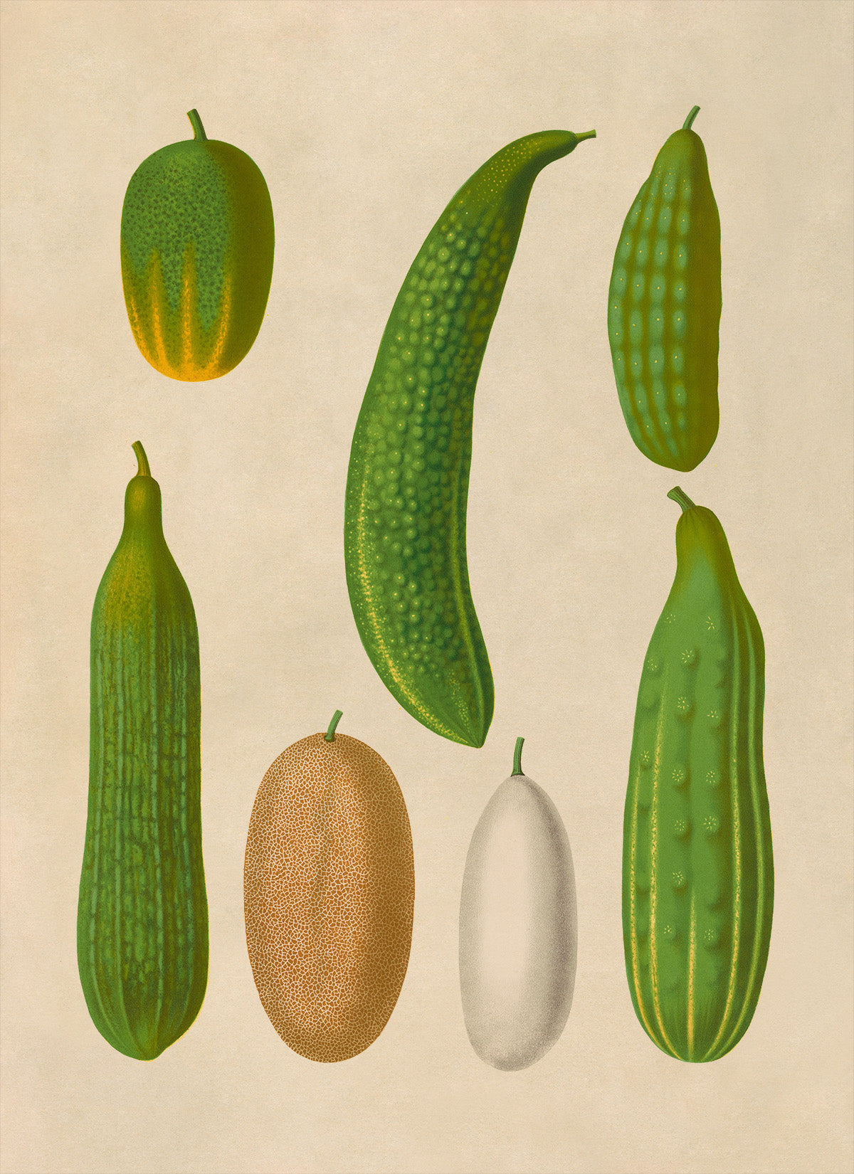 Cucumber Plants Varieties Illustration, Vintage Style Garden Vegetable Print, EB20