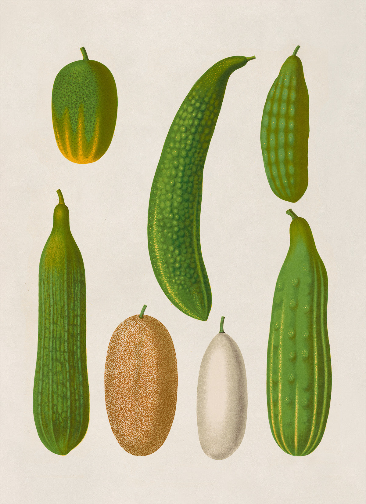 Cucumber Plants Varieties Illustration, Vintage Style Garden Vegetable Print, EB20