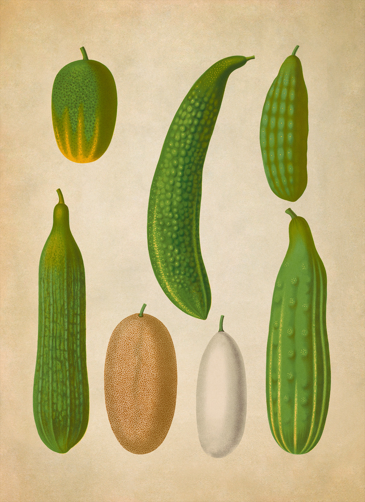 Cucumber Plants Varieties Illustration, Vintage Style Garden Vegetable Print, EB20