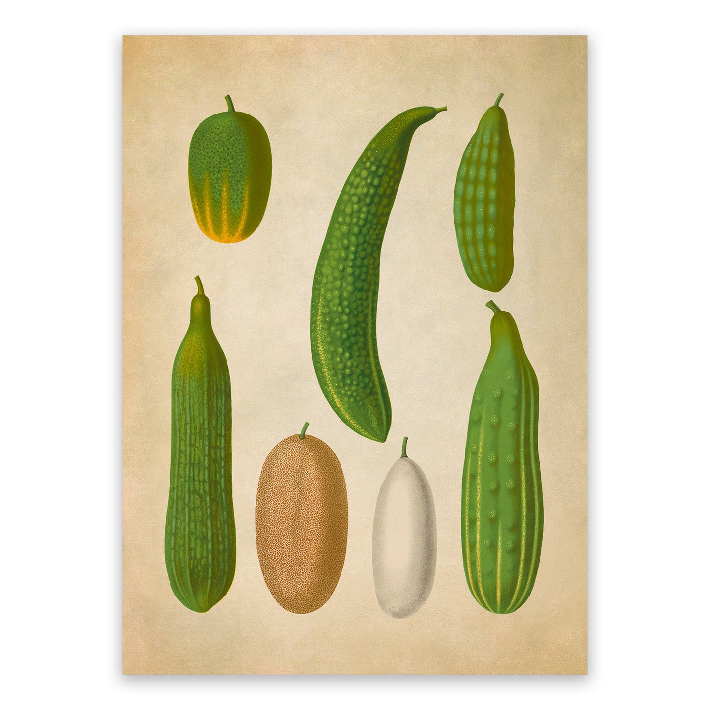 Cucumber Plants Varieties Illustration, Vintage Style Garden Vegetable Print, EB20