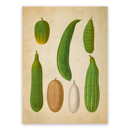 Cucumber Plants Varieties Illustration, Vintage Style Garden Vegetable Print, EB20