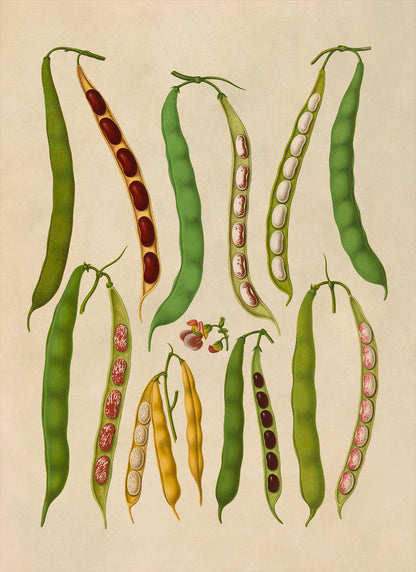 Bean Plant Varieties Illustration, Vintage Style Garden Vegetable Print, EB21