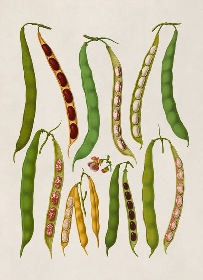 Bean Plant Varieties Illustration, Vintage Style Garden Vegetable Print, EB21