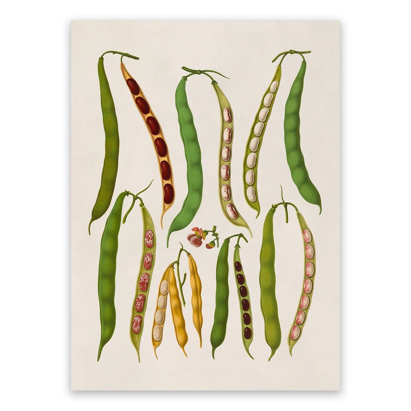 Bean Plant Varieties Illustration, Vintage Style Garden Vegetable Print, EB21