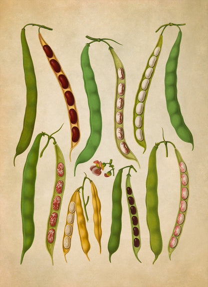 Bean Plant Varieties Illustration, Vintage Style Garden Vegetable Print, EB21