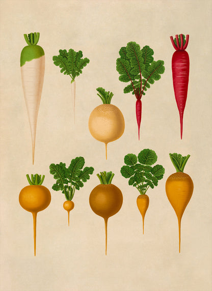 Radish Plants Varieties Illustration, Vintage Style Fruit Fruit Print, EB22