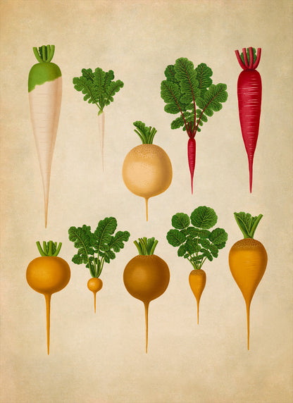 Radish Plants Varieties Illustration, Vintage Style Fruit Fruit Print, EB22