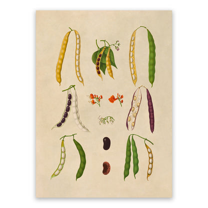 Bean Plant Varieties Illustration, Vintage Style Garden Vegetable Print, EB23