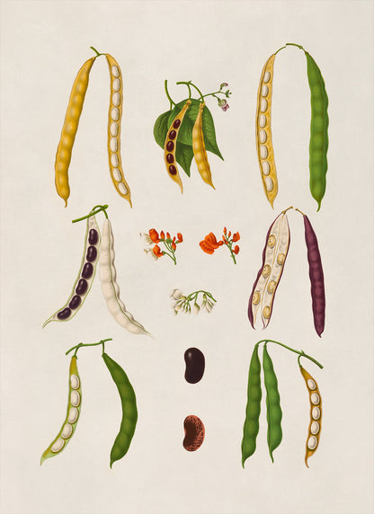 Bean Plant Varieties Illustration, Vintage Style Garden Vegetable Print, EB23