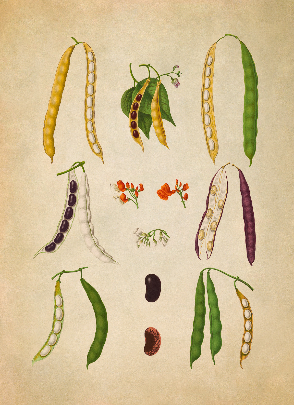 Bean Plant Varieties Illustration, Vintage Style Garden Vegetable Print, EB23