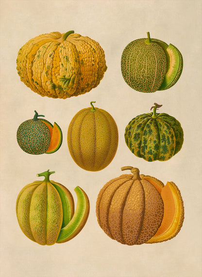 Melon Plant Varieties Illustration, Vintage Style Fruit Fruit Print, EB26