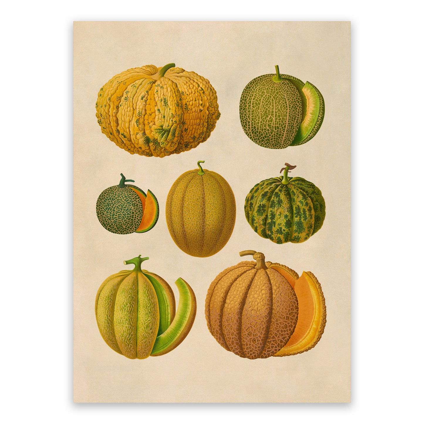 Melon Plant Varieties Illustration, Vintage Style Fruit Fruit Print, EB26