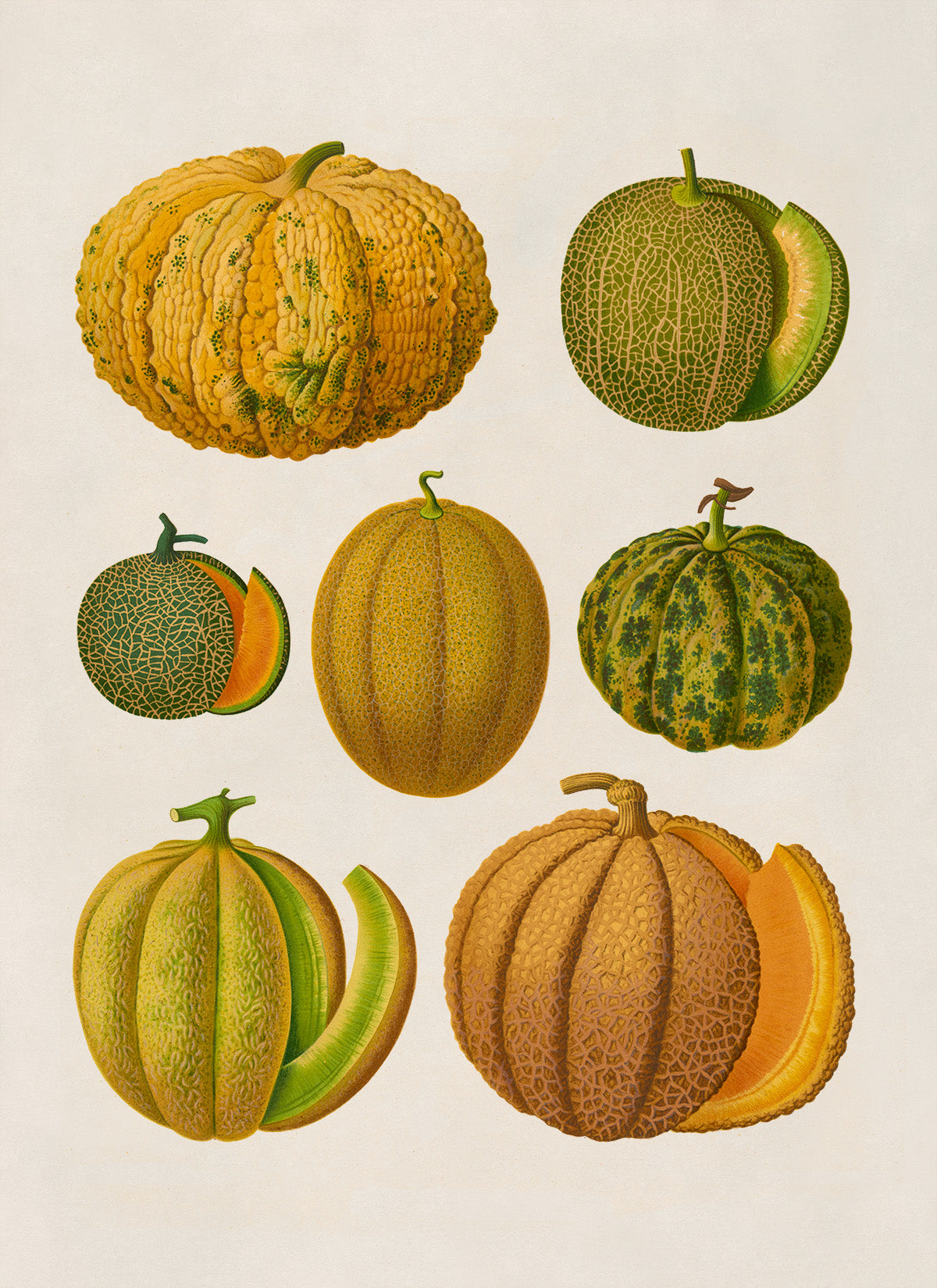 Melon Plant Varieties Illustration, Vintage Style Fruit Fruit Print, EB26