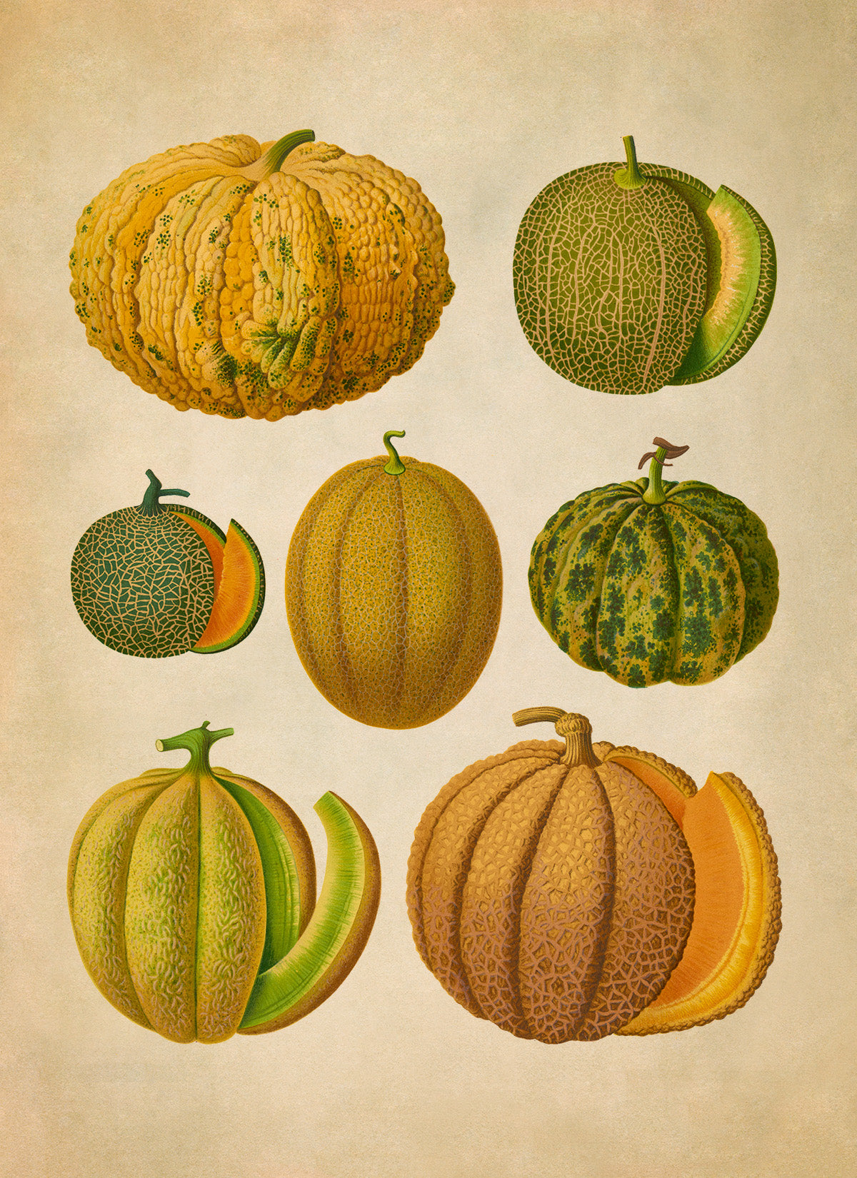 Melon Plant Varieties Illustration, Vintage Style Fruit Fruit Print, EB26