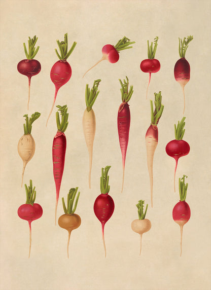 Radish and Turnip Plants Varieties Illustration, Vintage Style Fruit Fruit Print, EB27