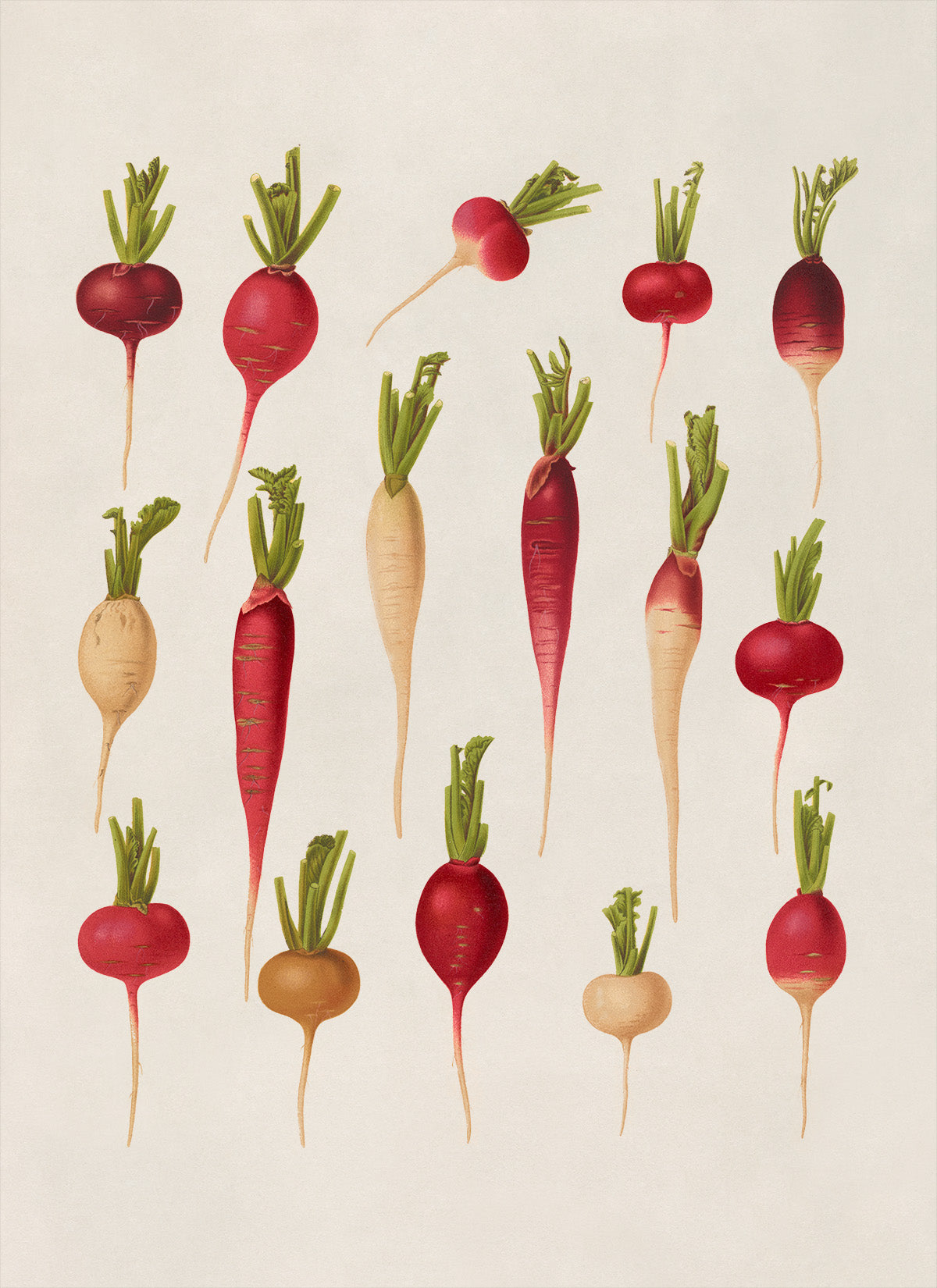 Radish and Turnip Plants Varieties Illustration, Vintage Style Fruit Fruit Print, EB27