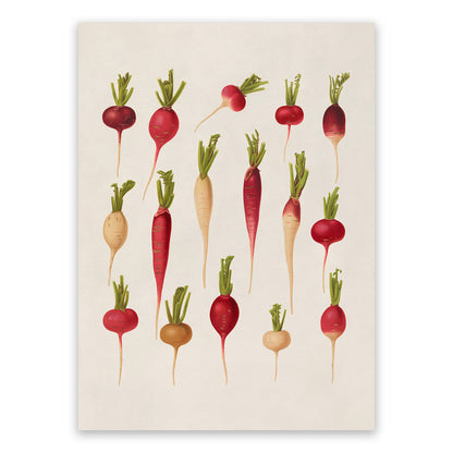 Radish and Turnip Plants Varieties Illustration, Vintage Style Fruit Fruit Print, EB27