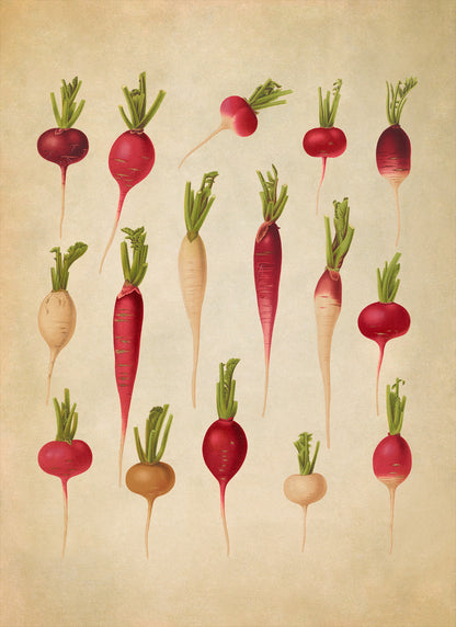 Radish and Turnip Plants Varieties Illustration, Vintage Style Fruit Fruit Print, EB27