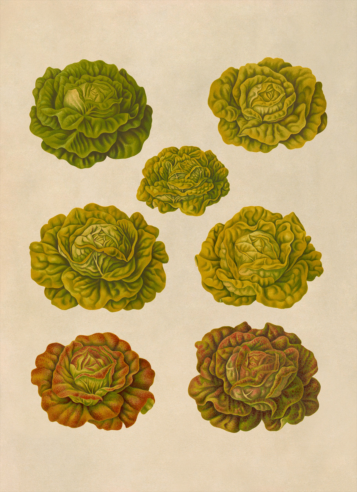 Lettuce and Cabbage Plants Varieties Illustration, Vintage Style Garden Vegetable Print, EB28