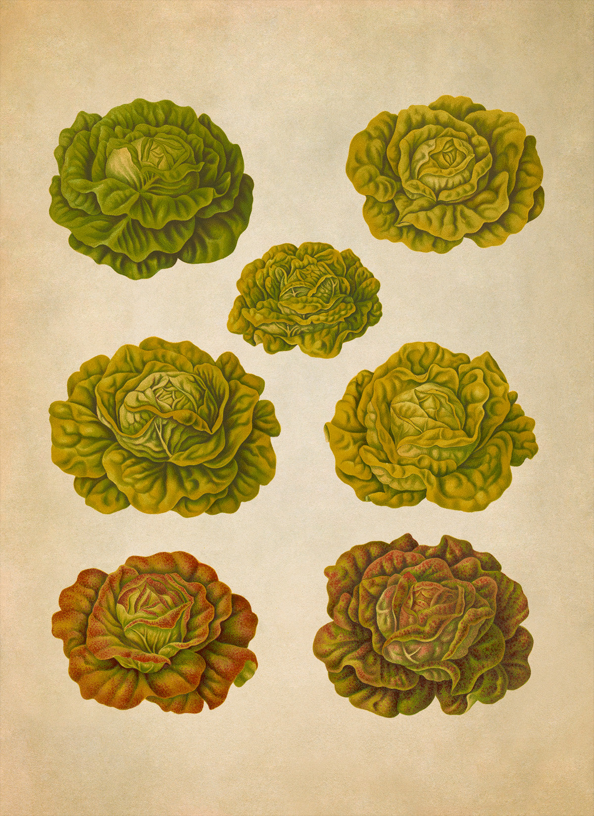 Lettuce and Cabbage Plants Varieties Illustration, Vintage Style Garden Vegetable Print, EB28