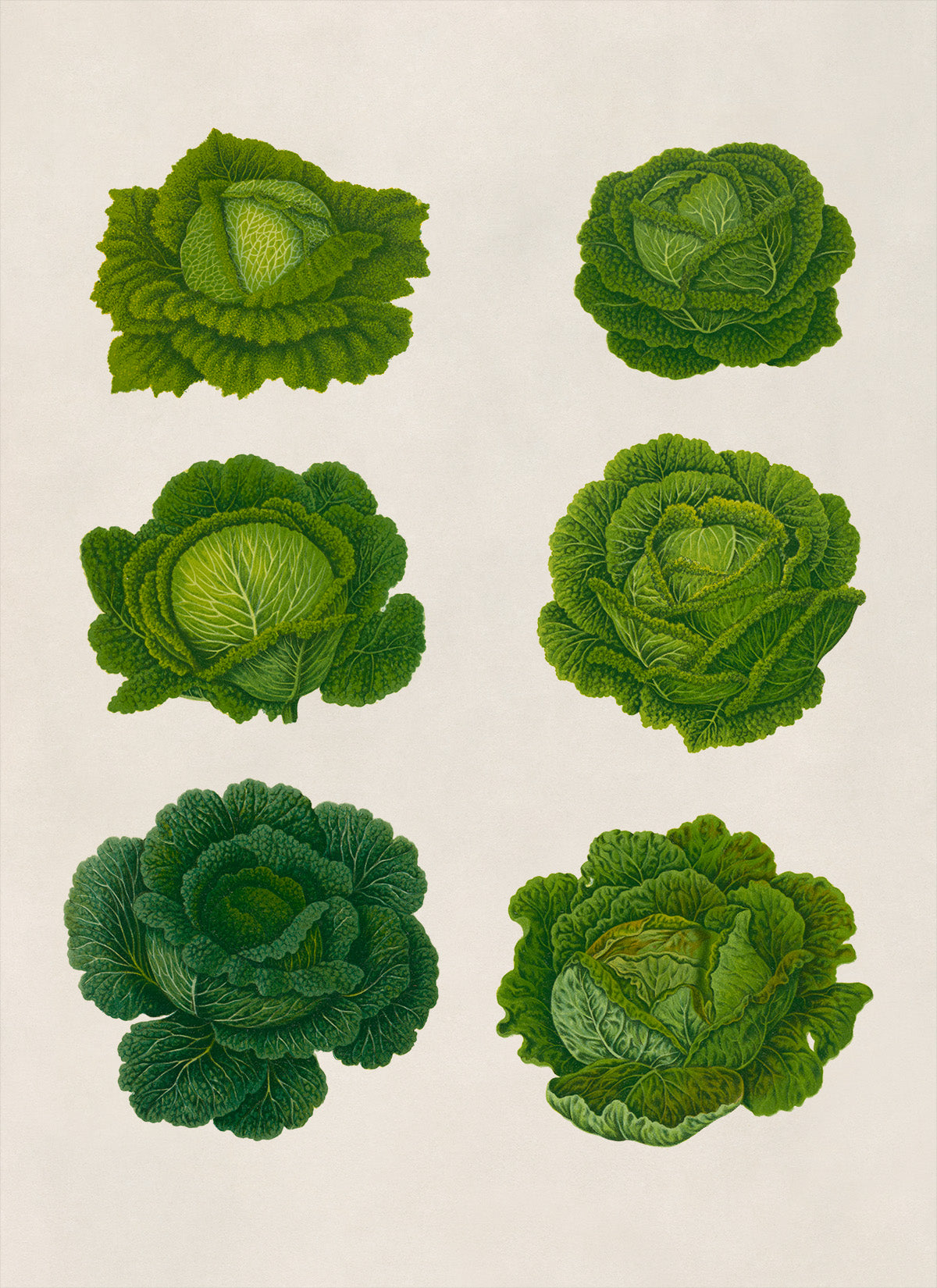 Cabbage Plants Varieties Illustration, Vintage Style Garden Vegetable Print, EB2