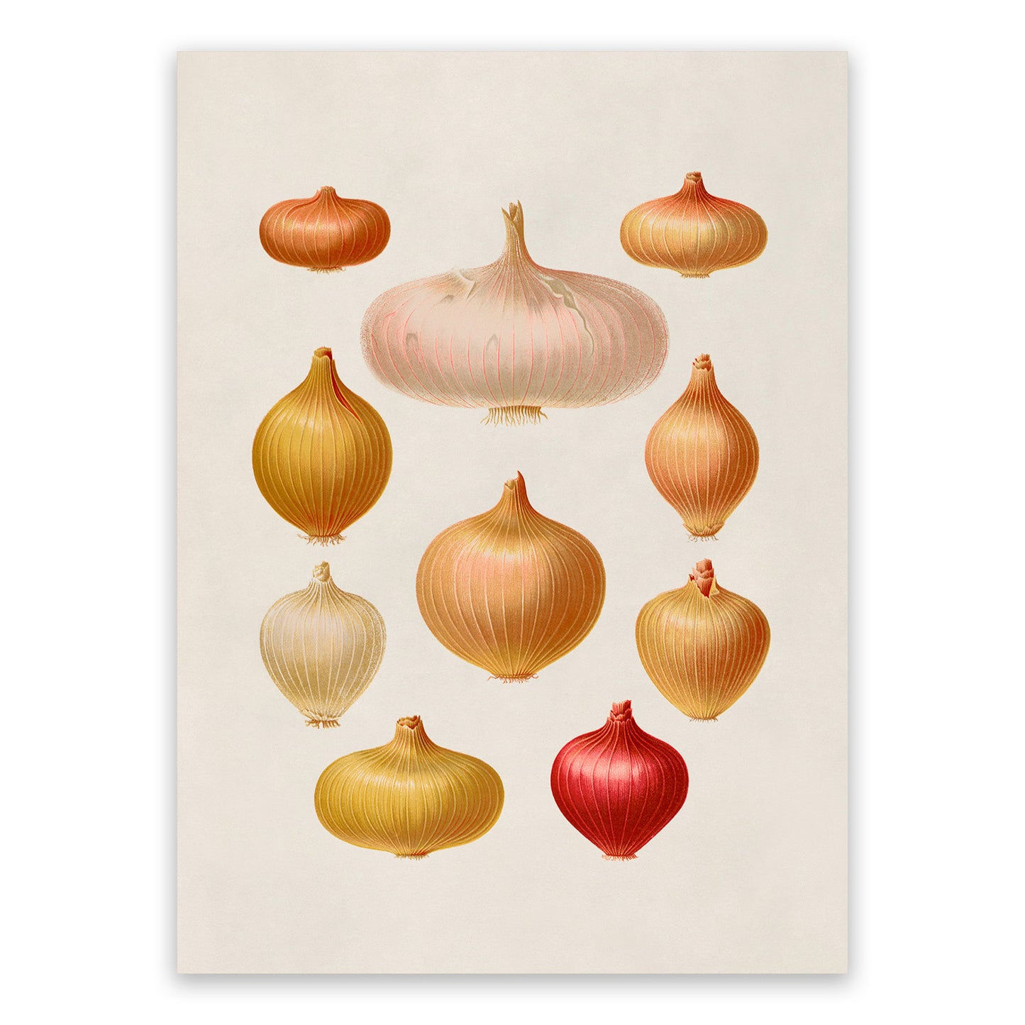 Onion Plants Varieties Illustration, Vintage Style Fruit Fruit Print, EB30