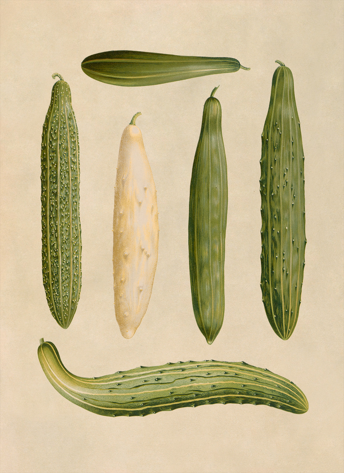 Cucumbers Plants Varieties Illustration, Vintage Style Garden Vegetable Print, EB31