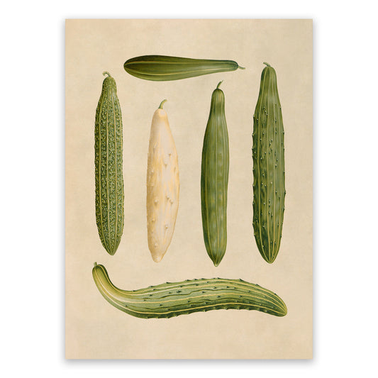 Cucumbers Plants Varieties Illustration, Vintage Style Garden Vegetable Print, EB31