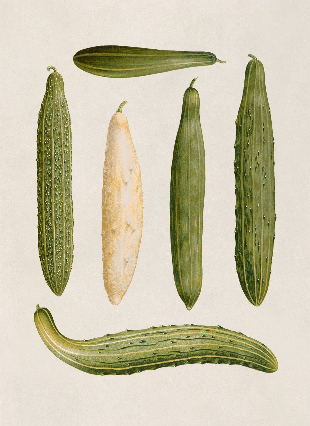 Cucumbers Plants Varieties Illustration, Vintage Style Garden Vegetable Print, EB31