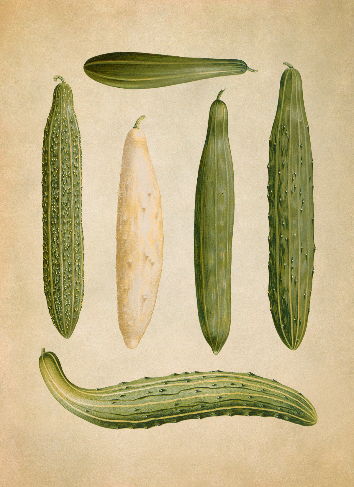 Cucumbers Plants Varieties Illustration, Vintage Style Garden Vegetable Print, EB31