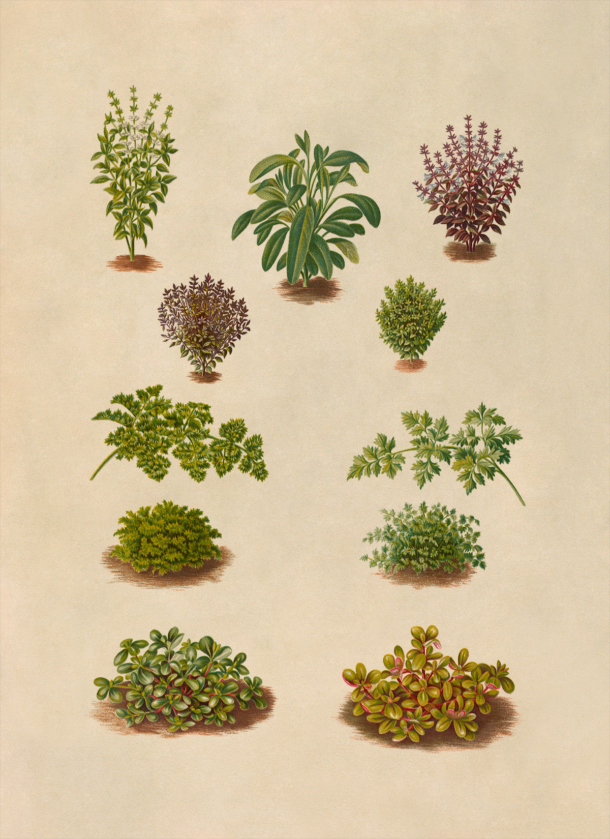 Herbs and Spices Plants Varieties Illustration, Vintage Style Garden Vegetable Print, EB29